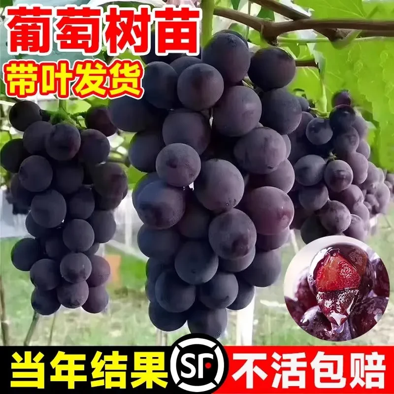 葡萄树苖特大巨峰葡萄苗爬藤阳光玫瑰葡萄树曲北南方种植果树果苗