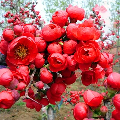 海棠树苗西府地栽庭院绿化植物室内外四季开风景树高杆海棠花树苗