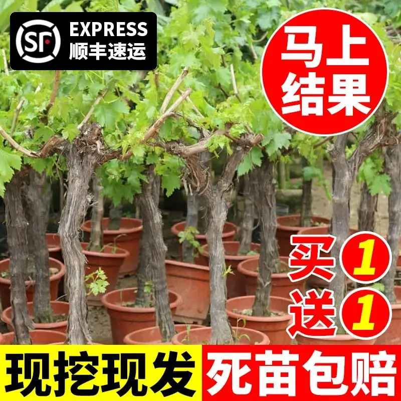 葡萄树苖阳光玫瑰蓝宝石盆栽晴王爬藤南方北方种植巨峰无核葡萄苗