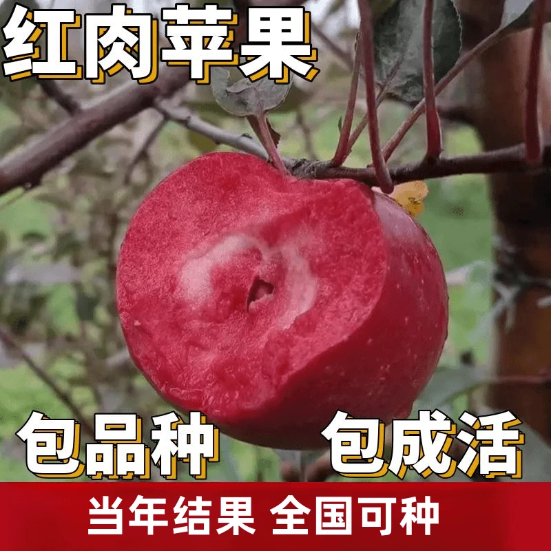 红肉苹果苗南北方庭院地栽苹果树盆栽嫁接糖心耐寒矮化当年结果