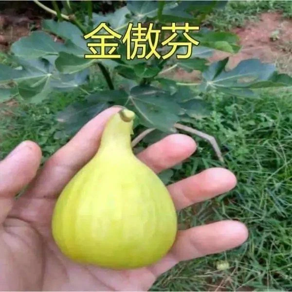 盆栽地栽花果苗 金傲芬无花果树苗 当年结果南方北方种植超大超甜
