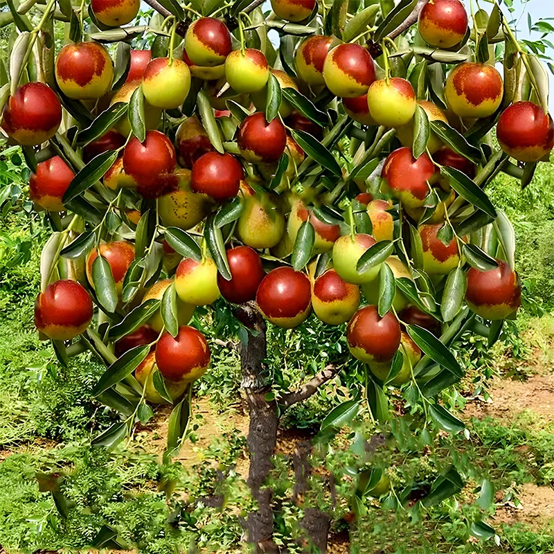 枣树活苗特大冬枣嫁接特大南北方种植庭院葫芦枣树果树果苗好养活