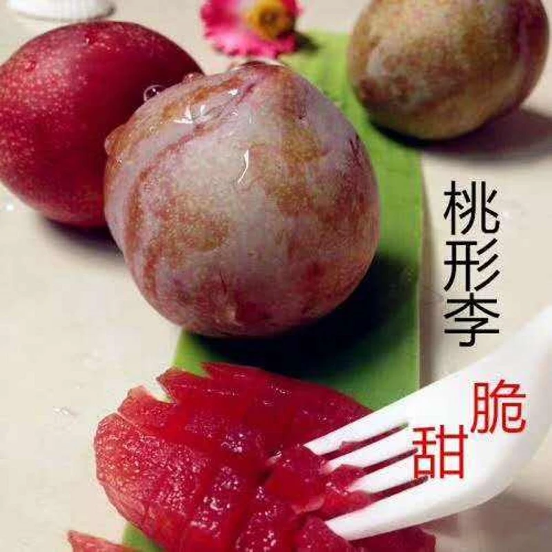新品种嵊州嫁接李子树苗红肉李子苗桃形李子苗南北方种植当年结果