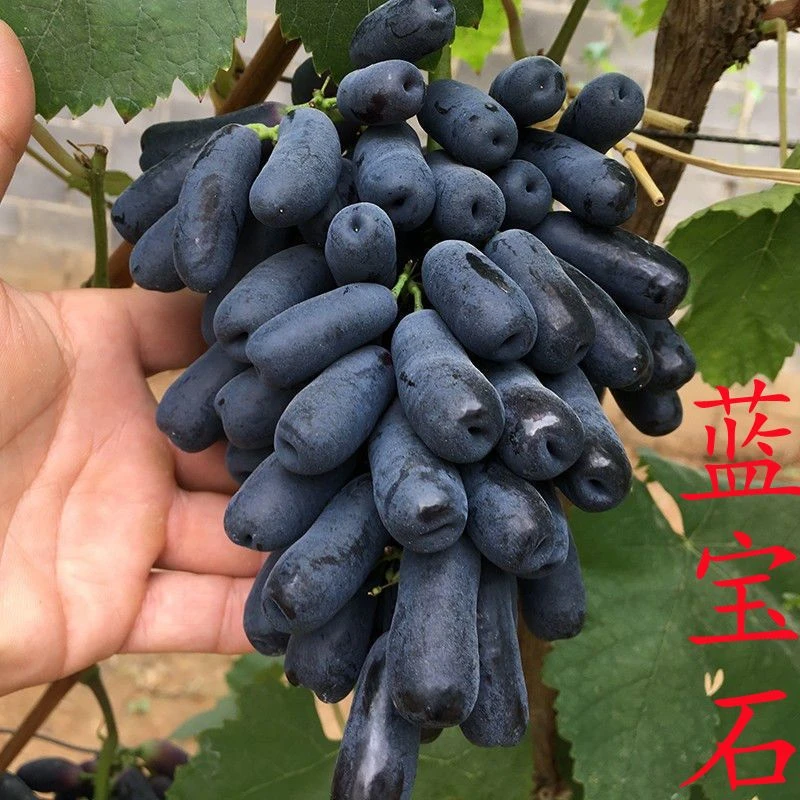 蓝宝石葡萄树苗新品种果树苗子盆栽当年结果红提品种齐南北方耐寒
