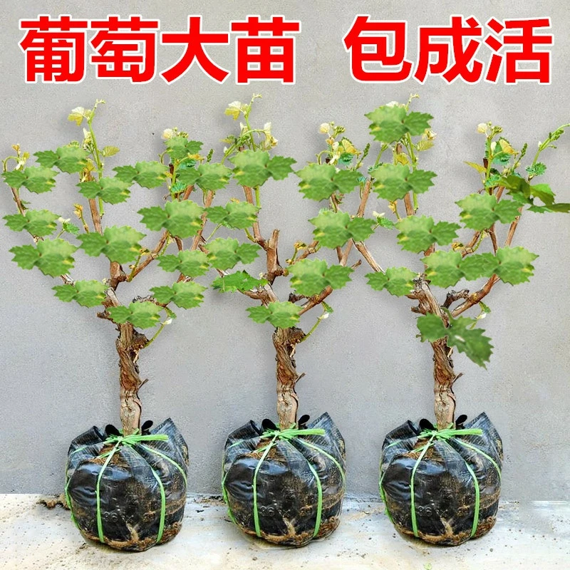 葡萄树苖特大巨峰葡萄苗爬藤阳光玫瑰葡萄树苗北南方种植果树果苗