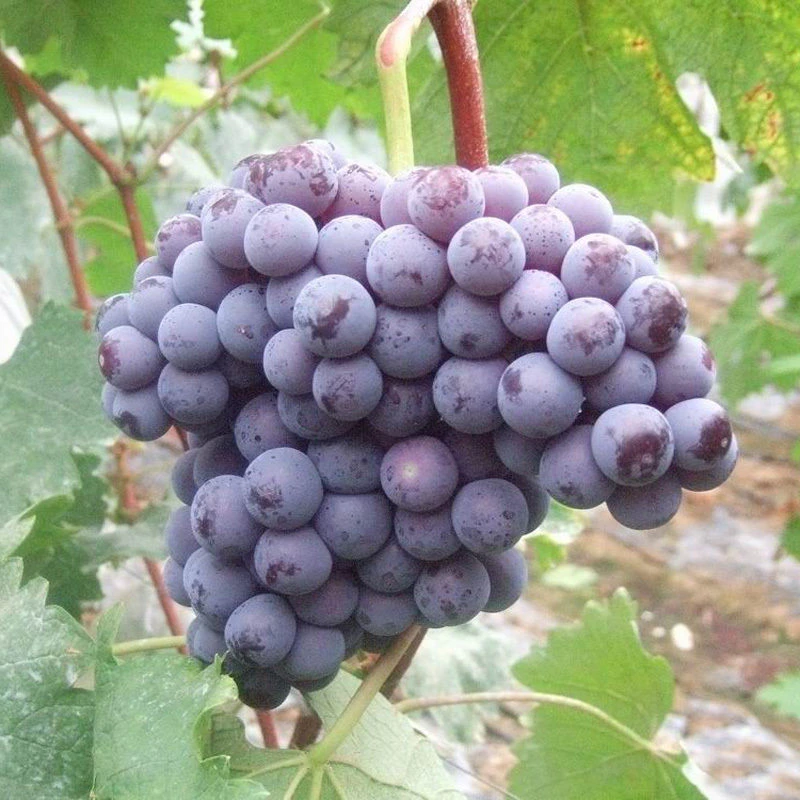 果树苗嫁接葡萄苗金星无核葡萄苗可盆栽地栽当年结果盆栽葡萄