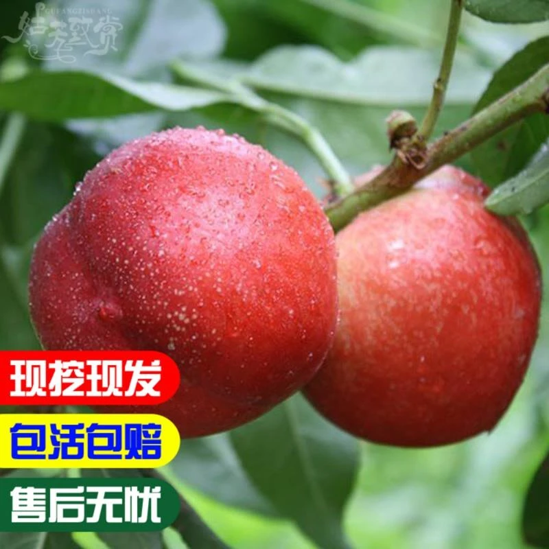 嫁接桃树苗中油16号桃树苗盆栽地栽油桃树苗南北方庭院种植果树苗