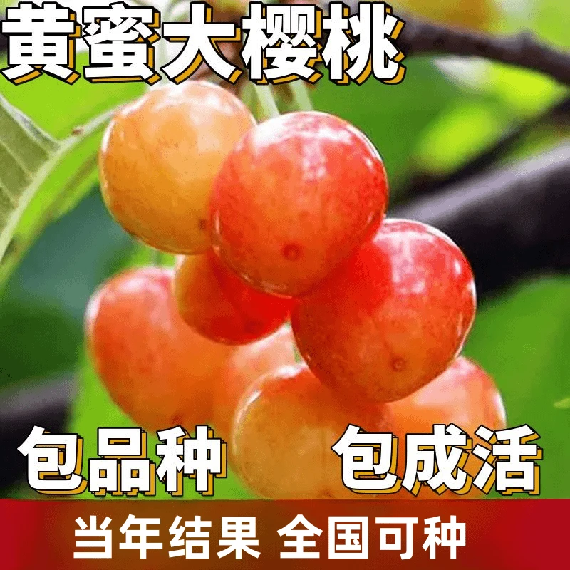 黄蜜樱桃苗南北方庭院地栽特大果树盆栽嫁接矮化樱桃树当年结果