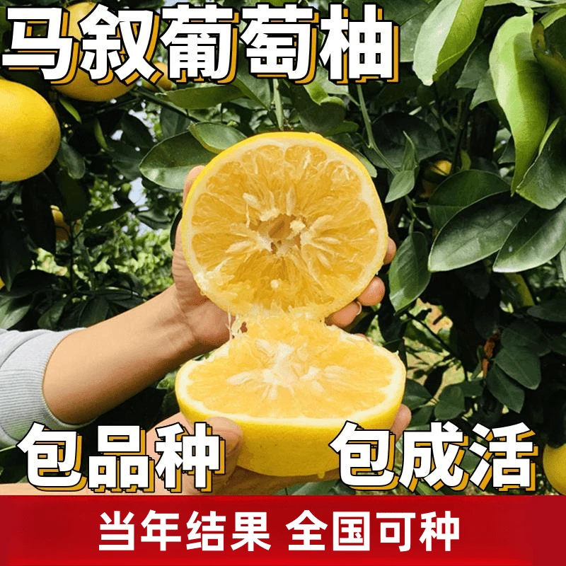 马叙葡萄柚果苗南北方庭院地栽特大果树盆栽嫁接柚子树苗当年结果