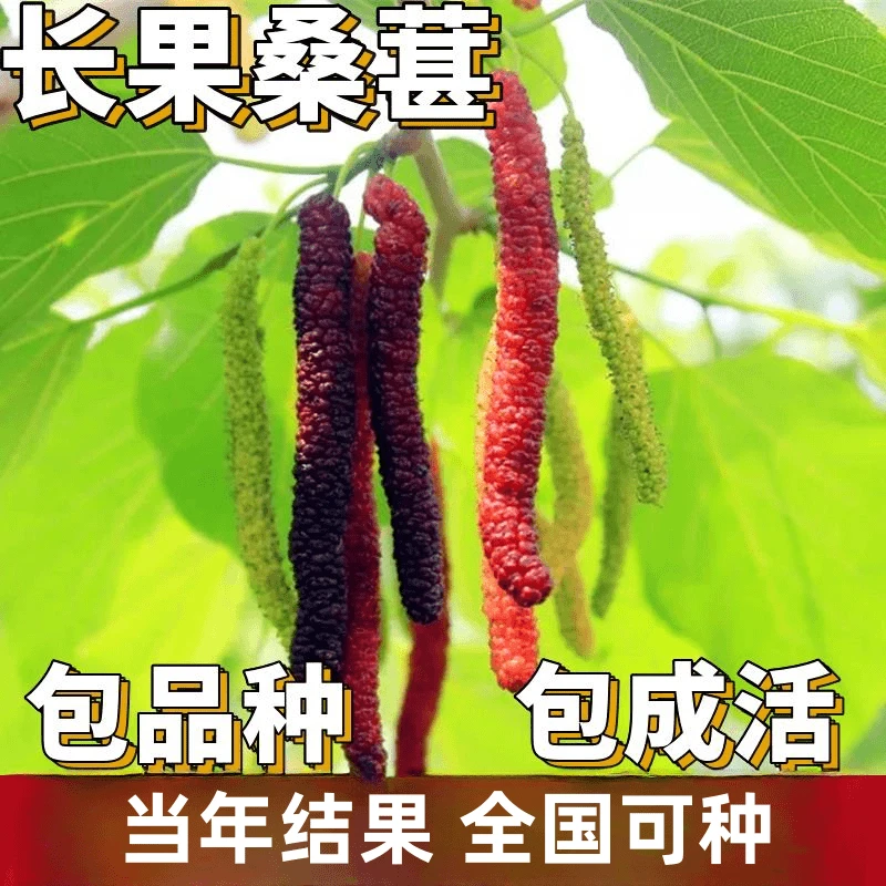 长果桑苗南北方庭院地栽特大果树盆栽嫁接四季桑葚树苗当年结果