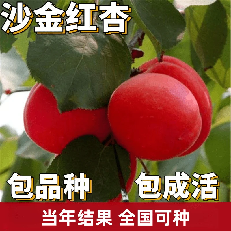 沙金红杏树果苗南北方庭院地栽种植特大果树盆栽嫁接矮化当年结果