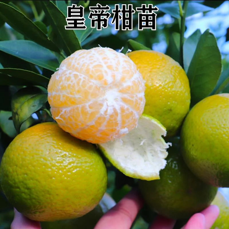 新品种德庆皇帝柑树苗贡柑苗嫁接苗黄帝柑早熟桔橘子树苗当年结果