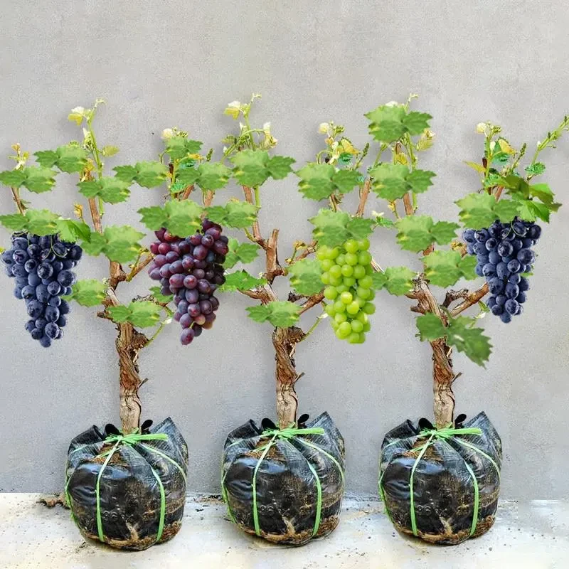 葡萄树苖阳光玫瑰蓝宝石盆栽晴王爬藤南方北方种植巨峰无核葡萄苗