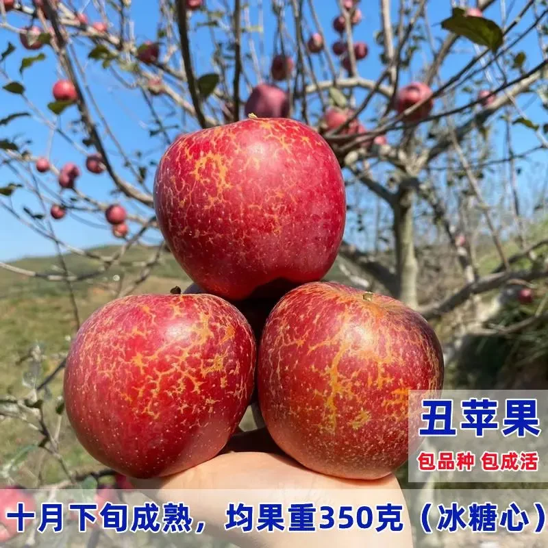 云南昭通丑苹果树苗冰糖心嫁接苹果苗南方北方种植盆栽地栽果树苗