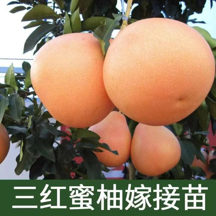 三红柚子树苗南方北方种植红心柚苗特大种植地栽南方北方当年结果