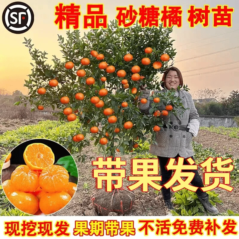 沙糖桔树苗地栽盆栽南方北方种植橘子树苗柑桔果树果苗嫁接砂糖橘