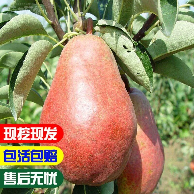 红啤梨树苗 嫁接梨树苗 地栽果树苗【美国红啤梨】太婆梨树苗包