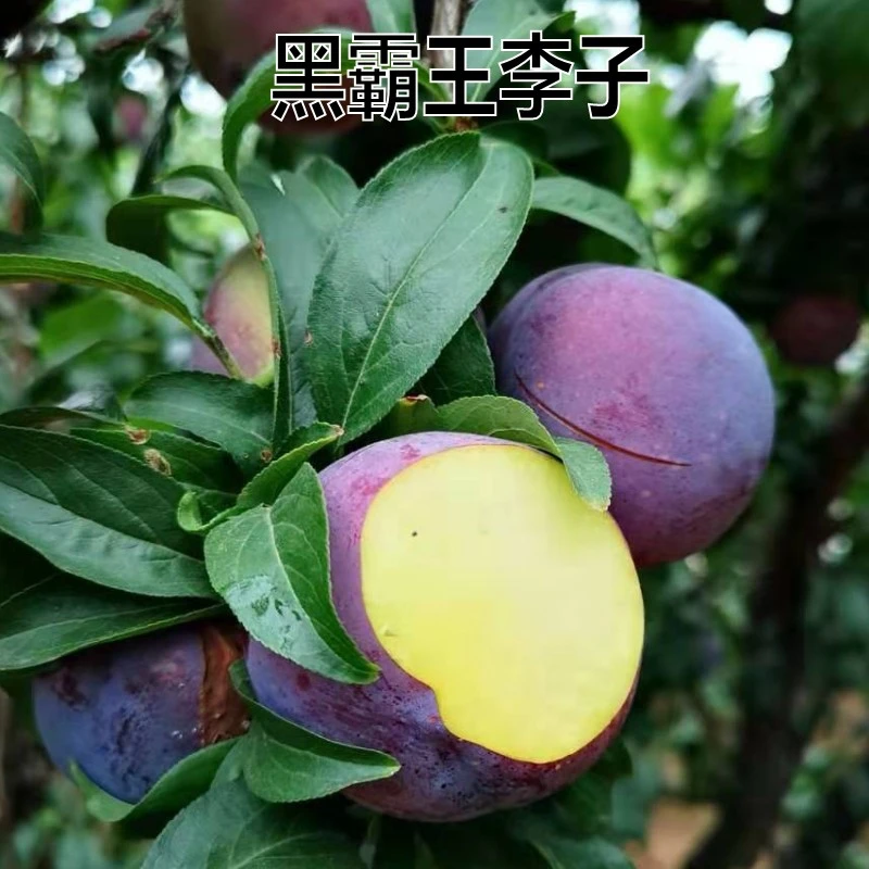 新品种果树苗李子树苗特大黑霸王李子苗嫁接苗当年结果南北方种植
