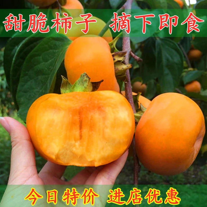 嫁接柿子果树苗特大磨盘日本无核脆甜庭院地栽南北方种植当年结果