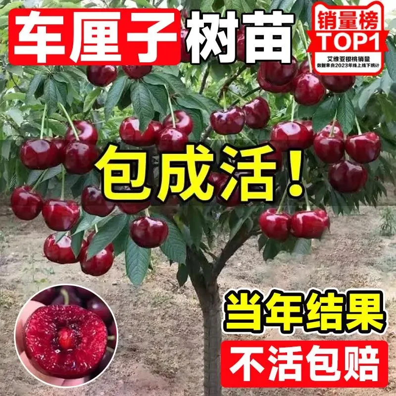 车厘子树苗樱桃树苖南北方种植盆栽庭院果树苗矮化樱桃树大樱桃苗