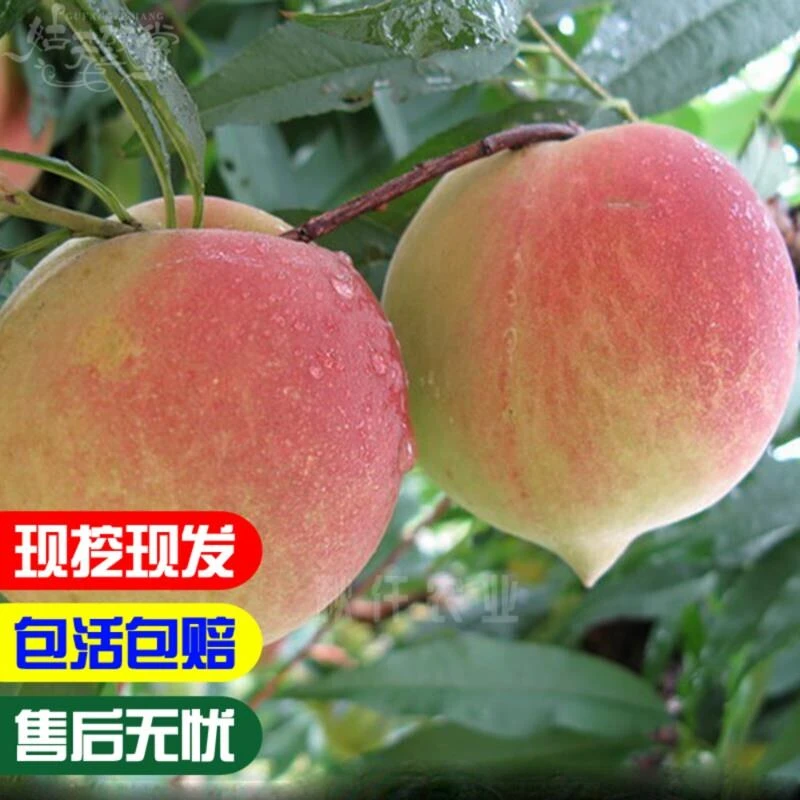 嫁接桃树苗鹰嘴桃树苗盆栽地栽桃树苗南北方种植果树苗当年结果