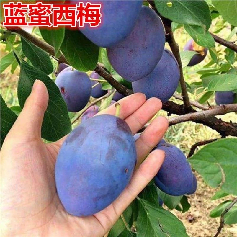 蓝蜜西梅李子树苗李子树苗当年结果嫁接李子果苗盆栽地栽当年结果