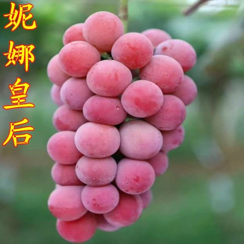特大葡萄树苗 妮娜皇后葡萄苗 草莓味大果 南北方地栽盆栽种植