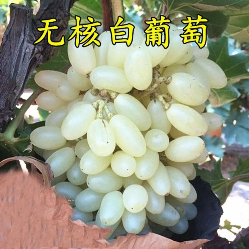 新品种马奶白玉无核葡萄苗嫁接葡萄树苗南方北方种植易活当年结果