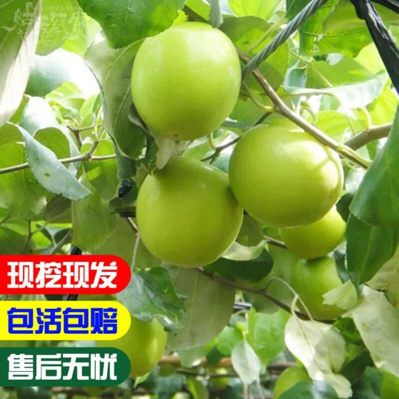 枣树嫁接苗 台湾牛奶大青枣树苗特大南方盆栽地栽青枣苗当年结果