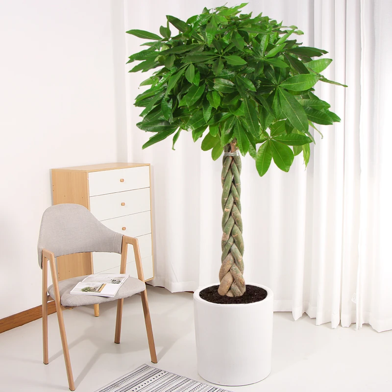 发财树客厅大棵盆栽室内吸甲醛植物办公室乔迁送礼开业绿植招财树