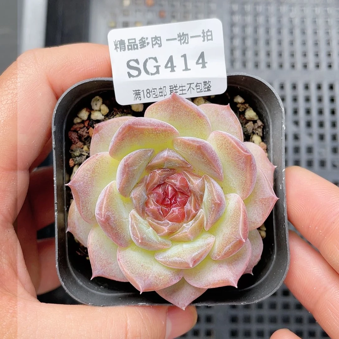 SG414糖心多肉植物