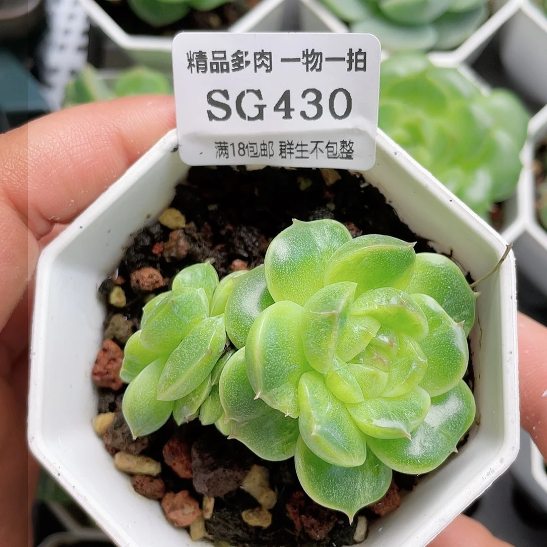 云**朵SG430多肉植物麦杆