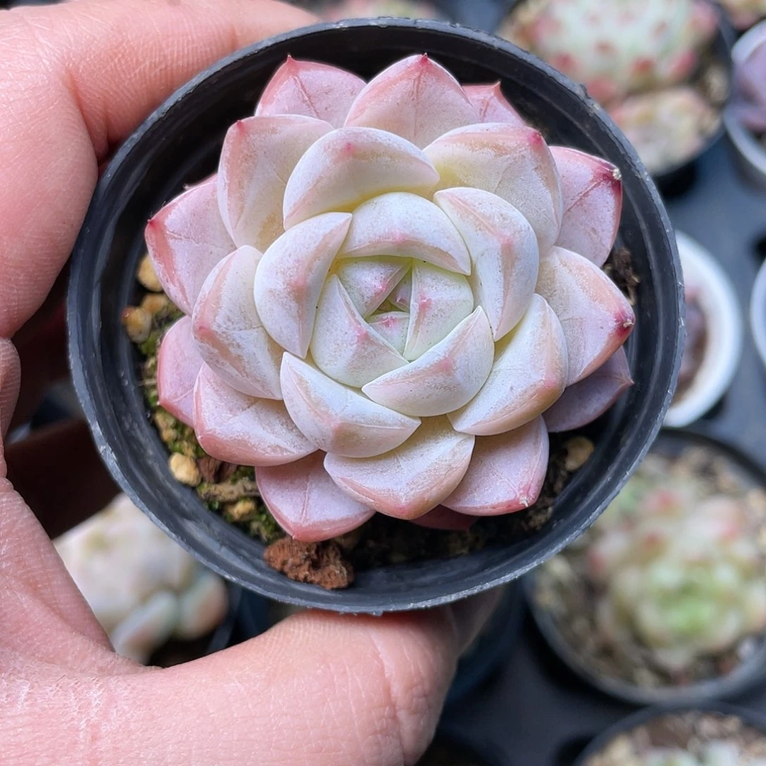 .****草莓一物一拍多肉