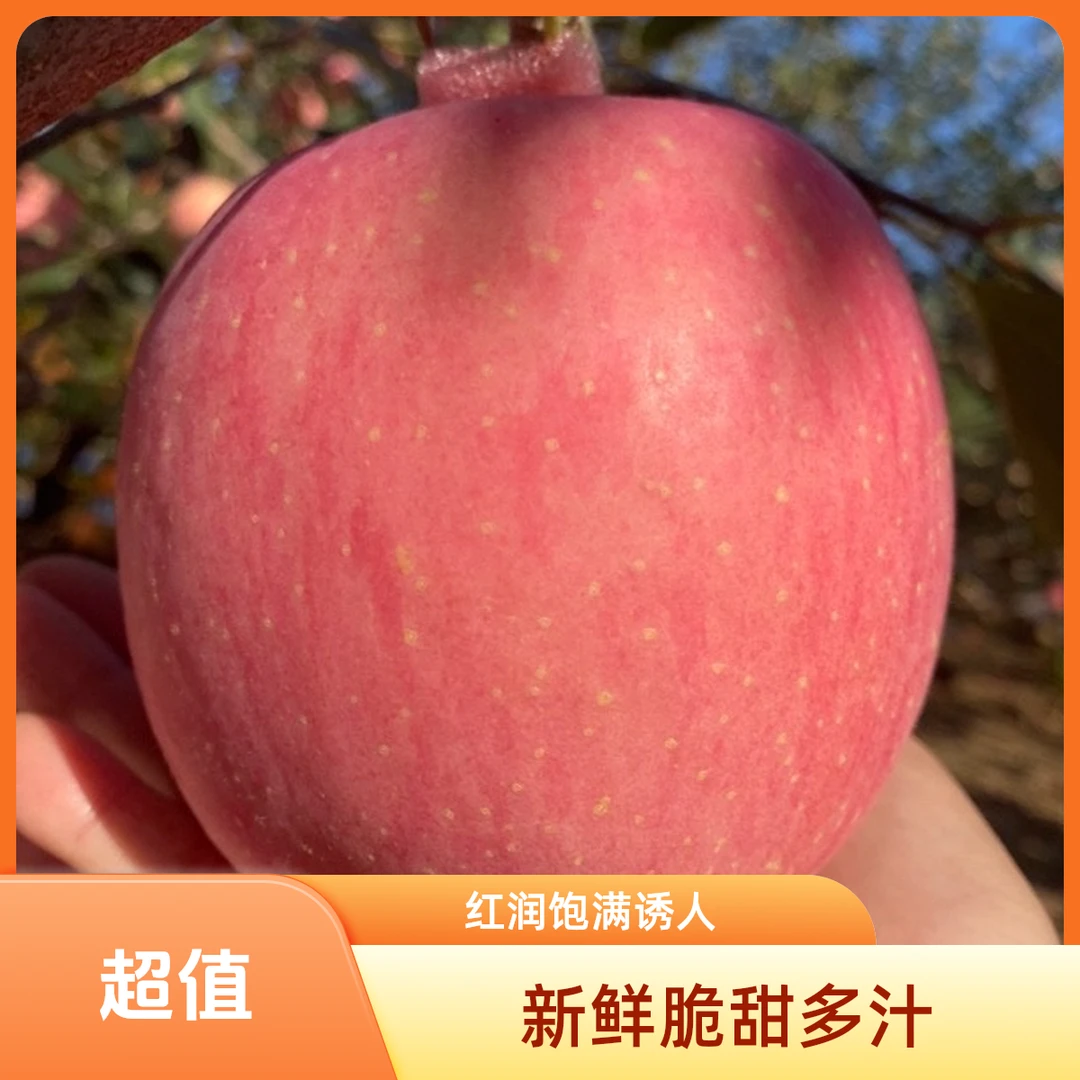 （中果）烟台红富士片红苹果脆甜多汁不打蜡孕妇儿童放心吃果园直发