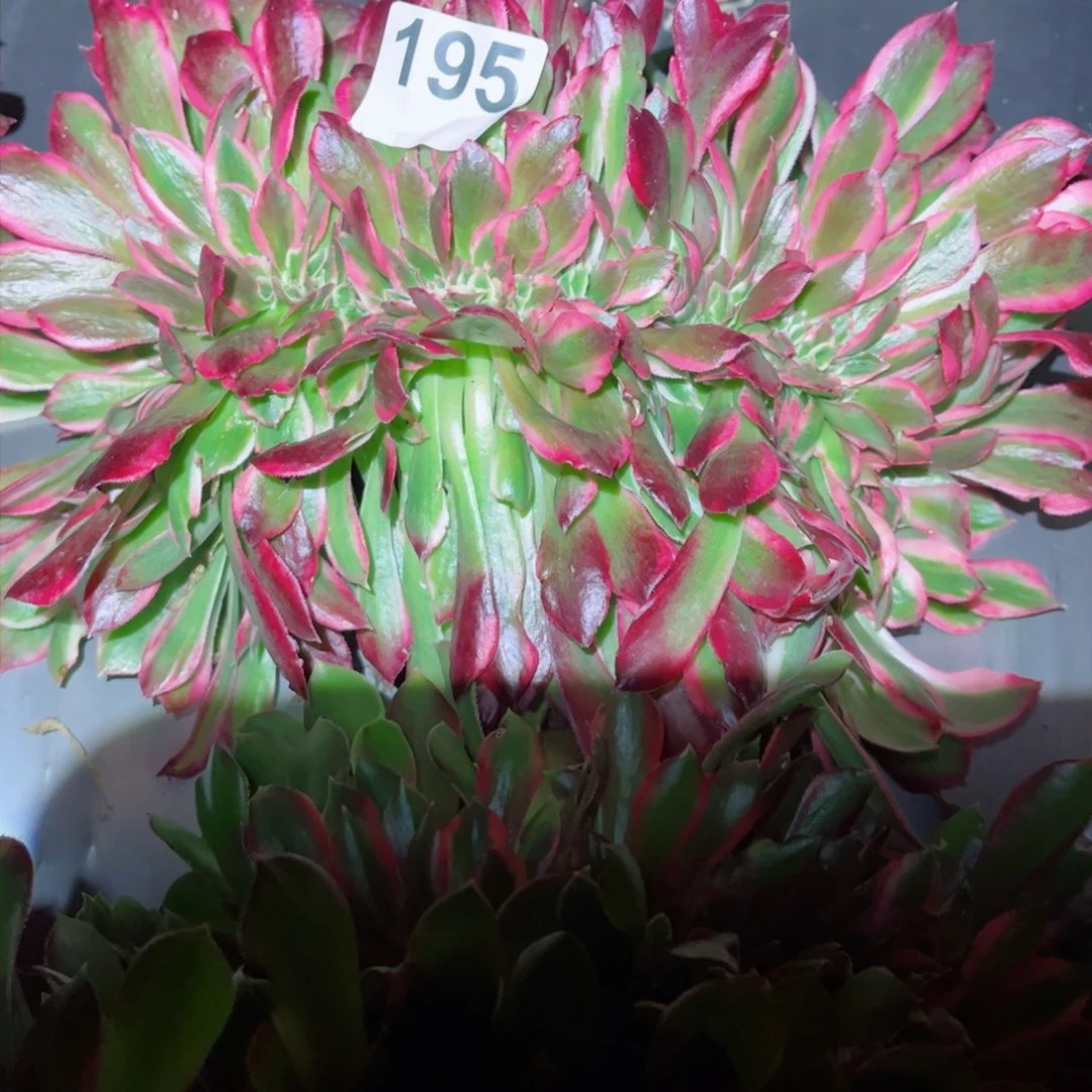 多肉植物195女郎