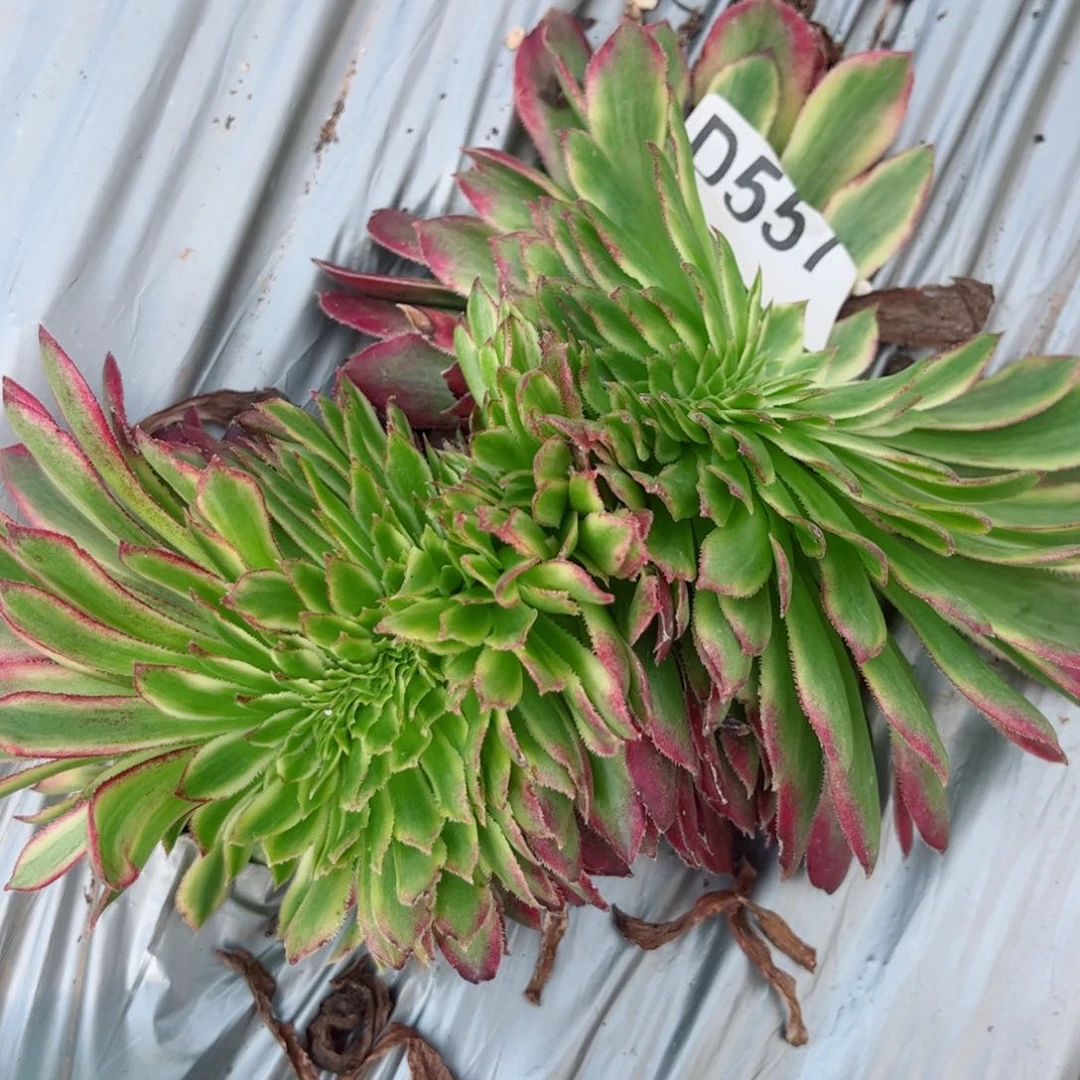 多肉植物557粉霞