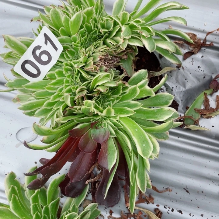 多肉植物061碧浪