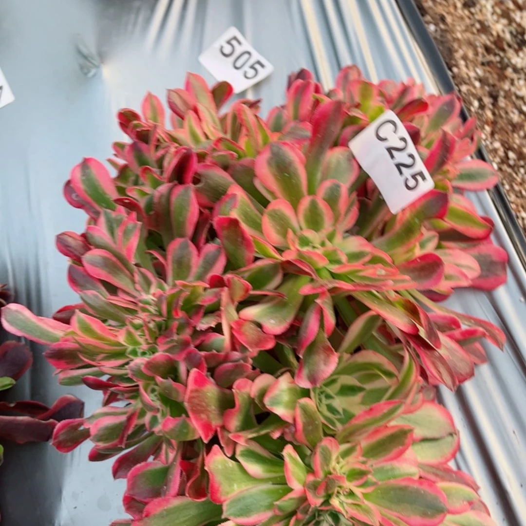 多肉植物225红袖