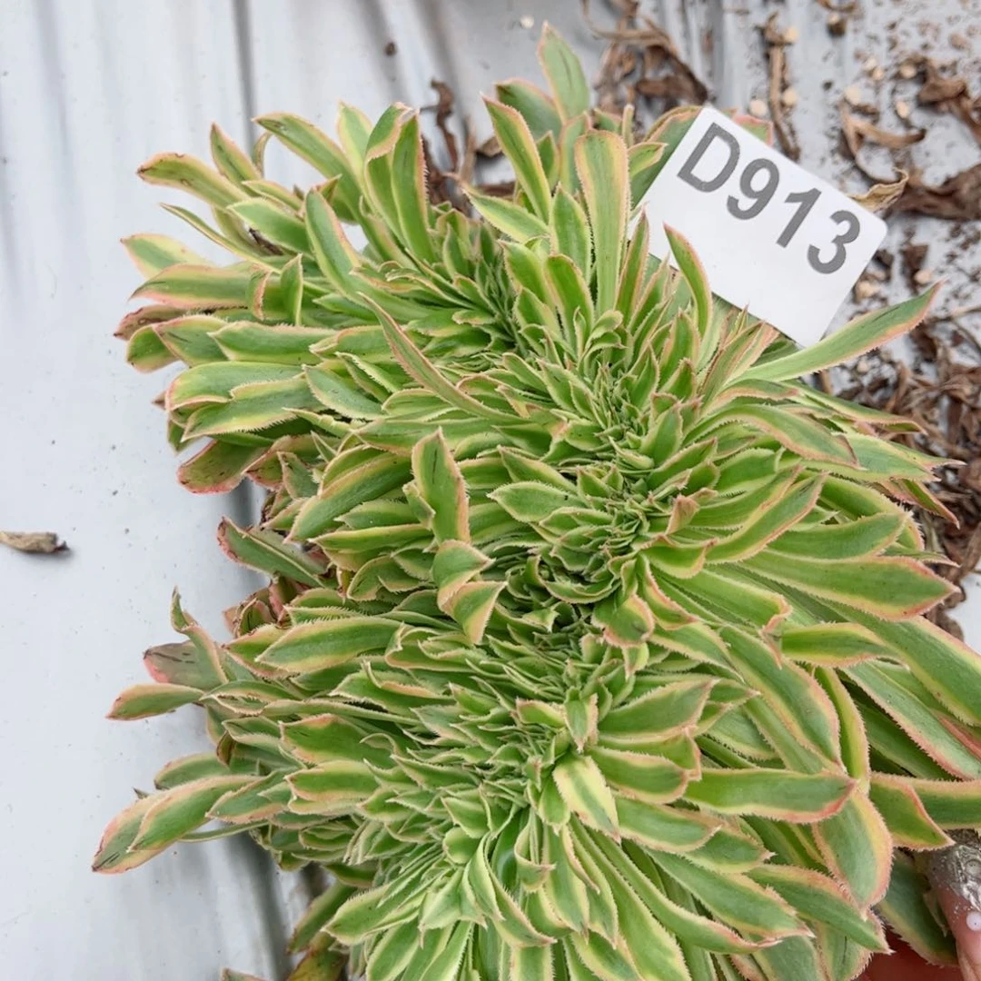 多肉植物913夕颜