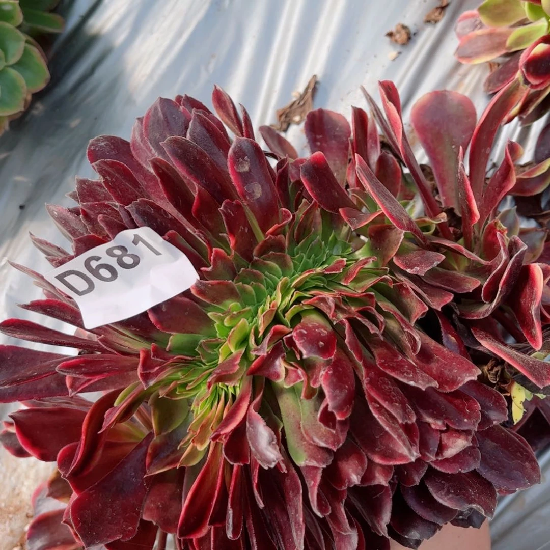 多肉681欧嘉莉法师