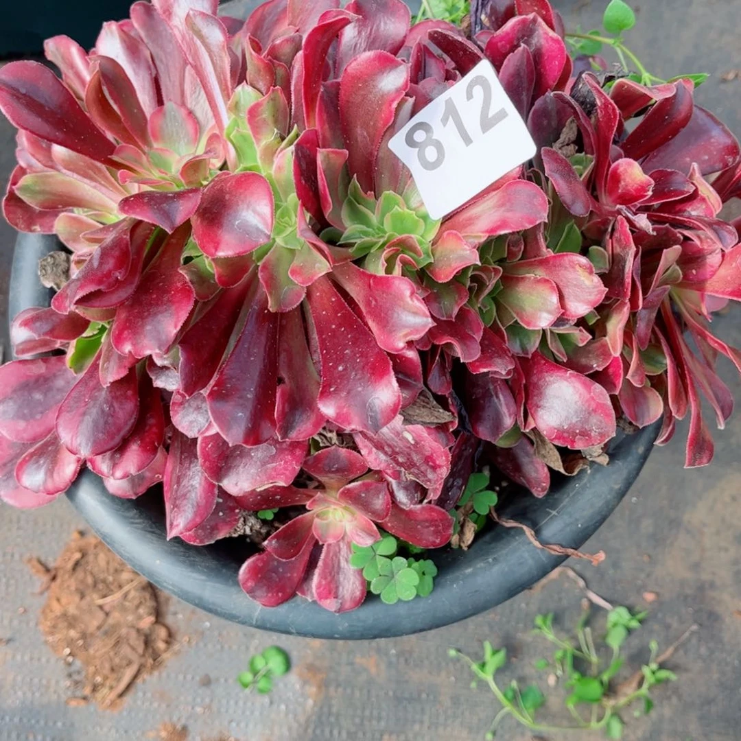 多肉植物812meidus