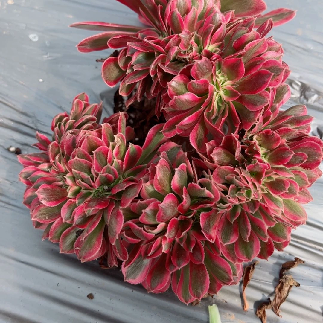 多肉植物576女郎