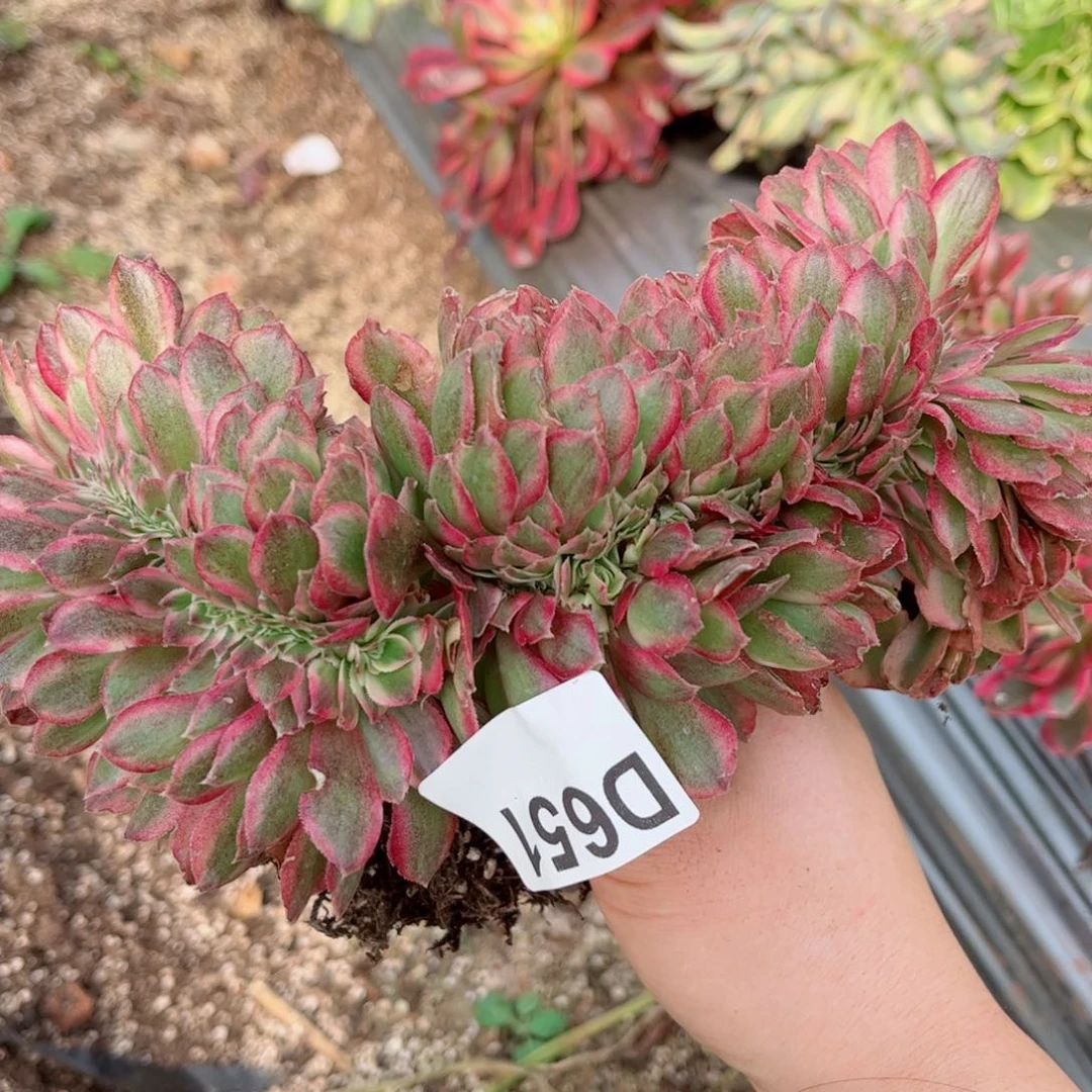多肉植物651荔枝