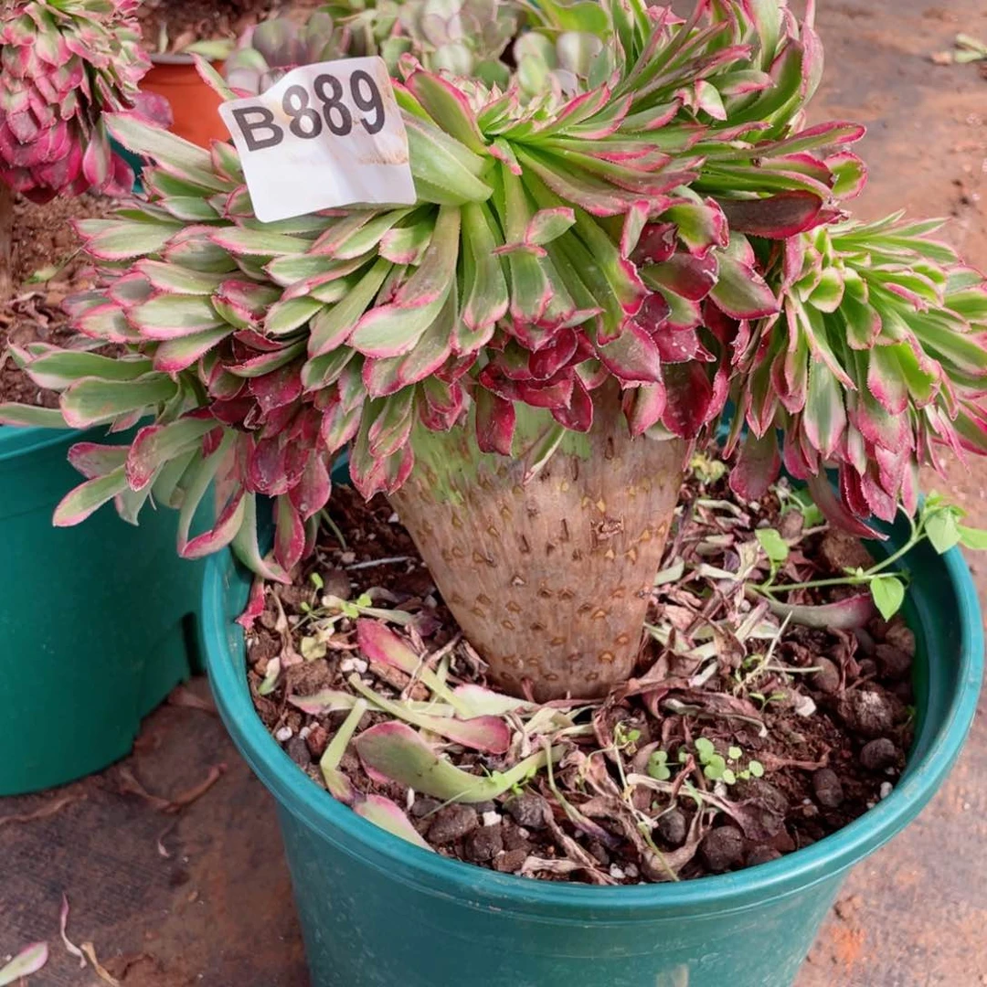 多肉植物889红铜壶