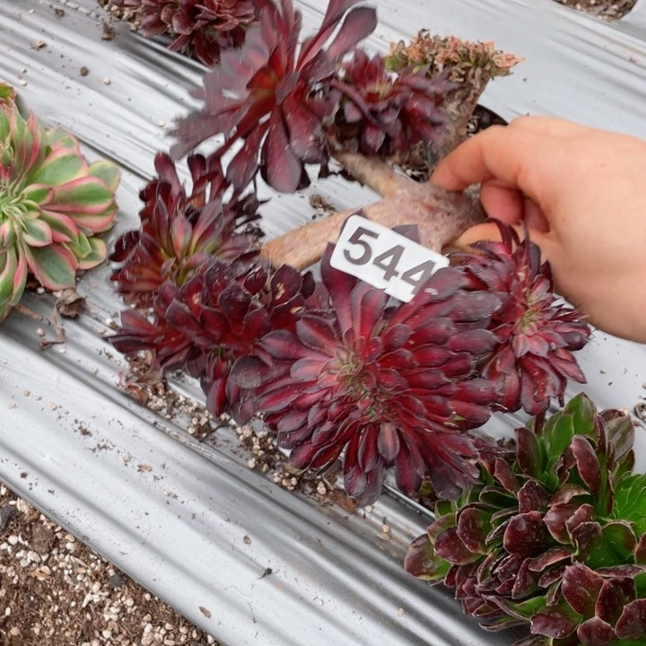 多肉植物544黑铜壶