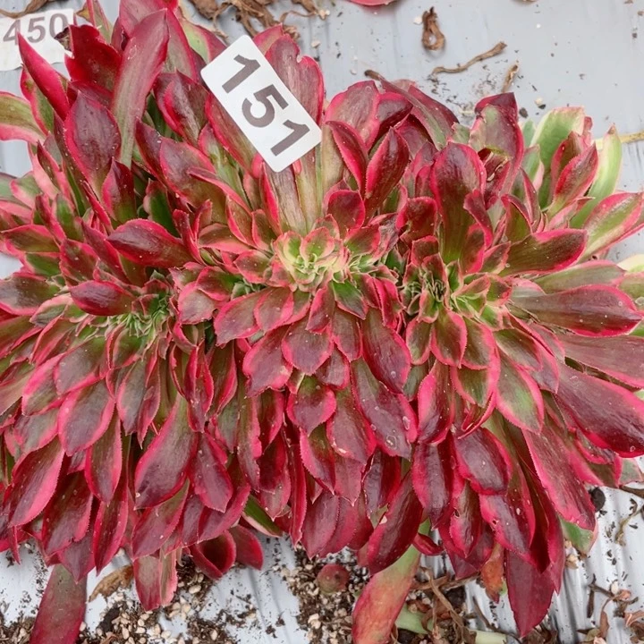 多肉植物151女郎