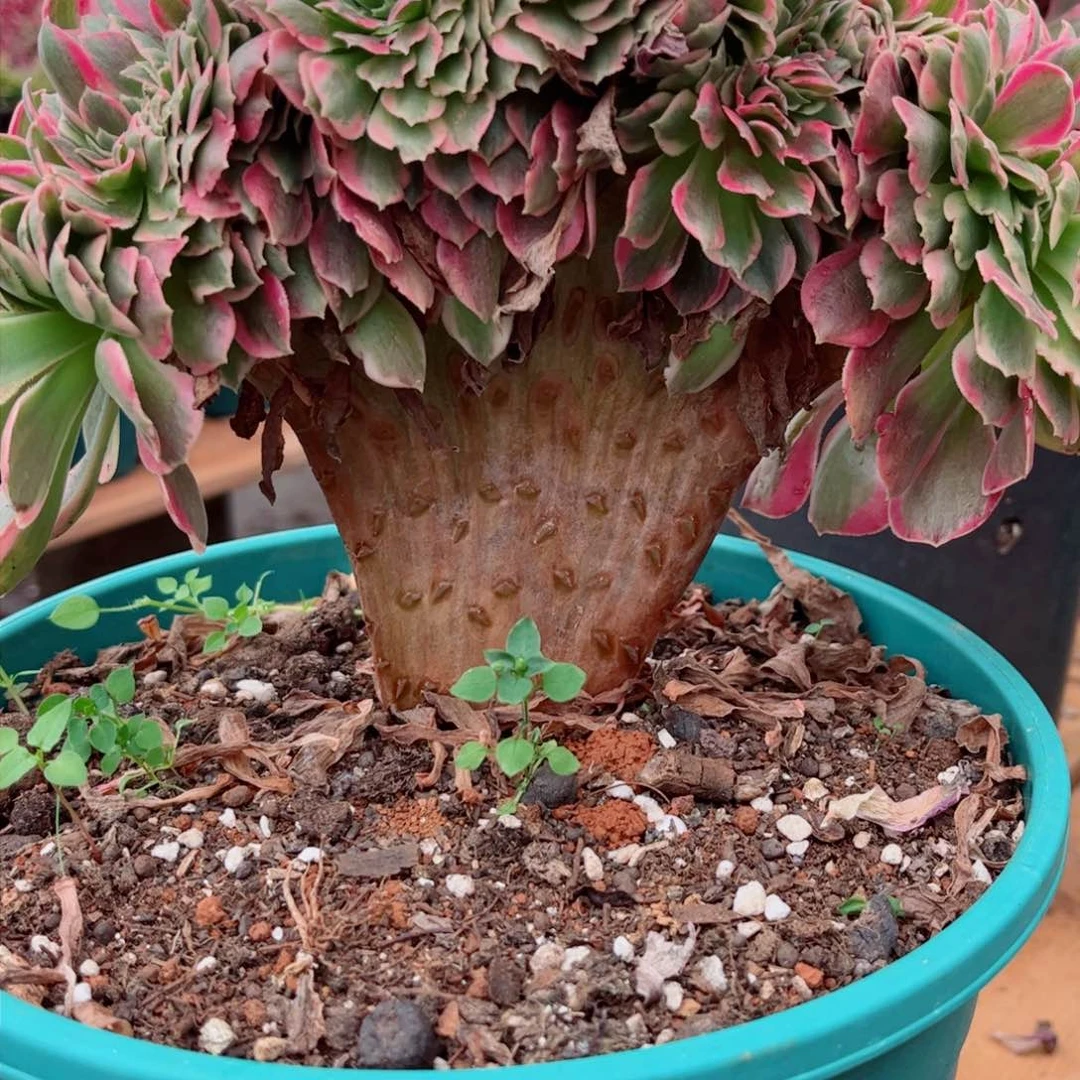 多肉植物150女郎