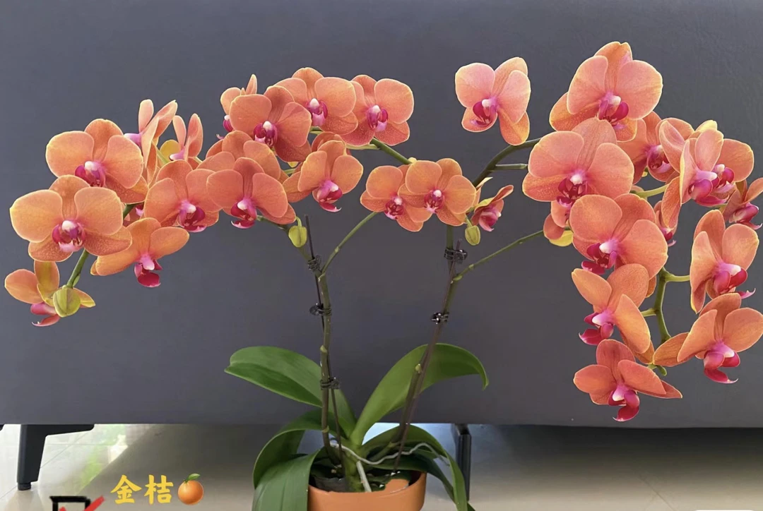 高级爱马仕橙色【金桔】3.0寸带花剑，累计满2单包邮