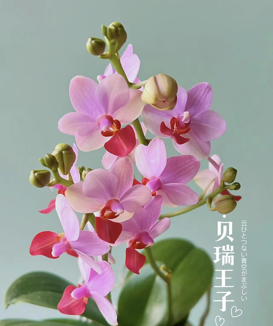 爆花机器，双剑【贝瑞王子】3.0加高带花剑，累计满30元发货