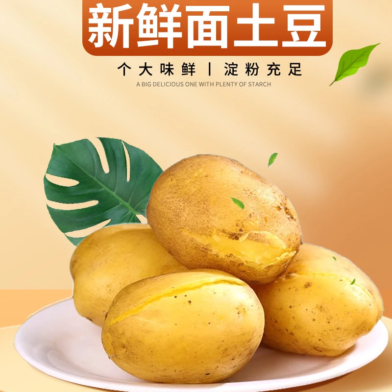 2024现挖新鲜甘肃高原旱沙地黄皮优选黄心土豆洋芋马铃薯美味营养